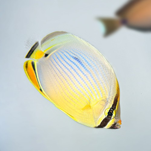 Chaetodon trifasciatus