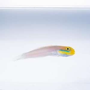 Valenciennea strigata (S) Babka Błękitna