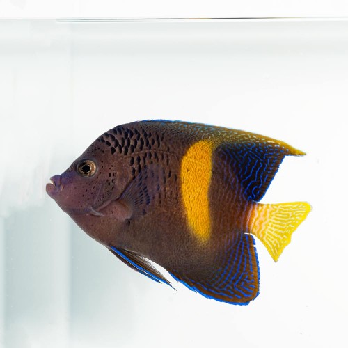 Pomacanthus maculosus (M) - Ustniczek cętkowany