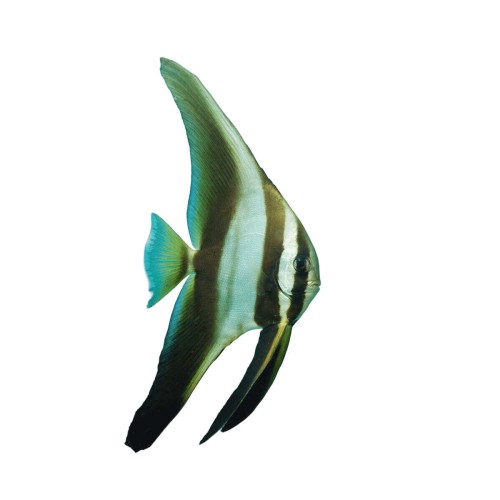 Platax teira (M)