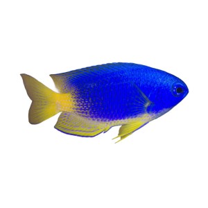 Pomacentrus caeruleus M