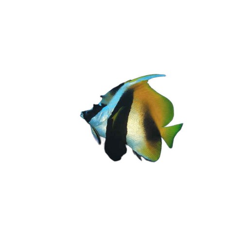 Heniochus monoceros (L)