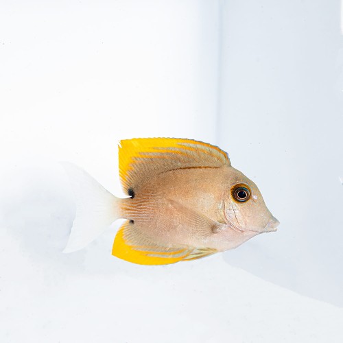 Ctenochaetus tominiensis (S) - Pokolec