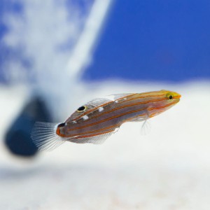 Amblygobius rainfordi - babka