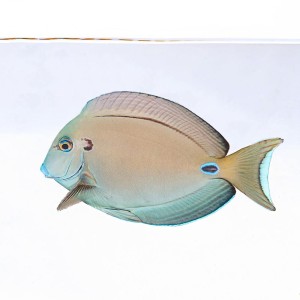 Acanthurus tennenti (M) - pokolec