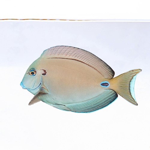 Acanthurus Tennenti (M) - pokolec