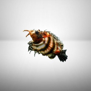 Dendrochirus biocellatus (M) skrzydlica