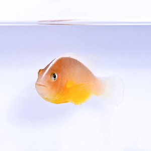 Amphiprion akallopisos - błazenek