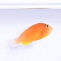 Amphiprion akallopisos Błazenek