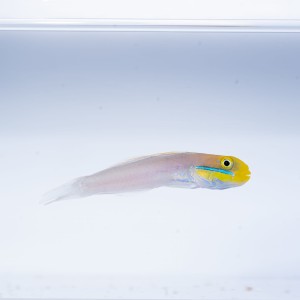 Valenciennea strigata (M) - babka błękitna