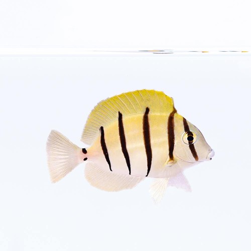 Acanthurus triostegus (M) - pokolec