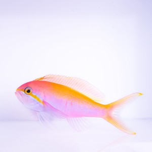 Nemanthias carberryi