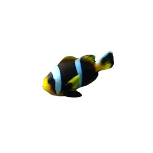 Amphiprion allardi (S/M)