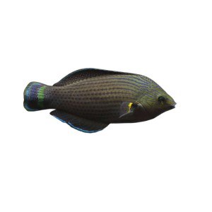 Halichoeres marginatus