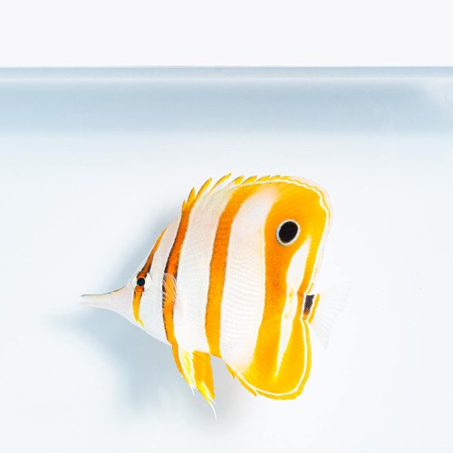 Chelmon rostratus (XS) - pensetnik dwuoki