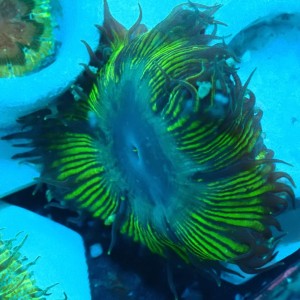 ROCK FLOWER ANEMONE EPICYSTIS CRUCIFER #15