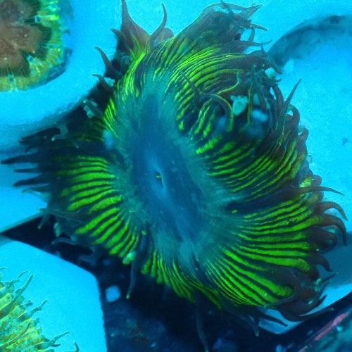 ROCK FLOWER ANEMONE EPICYSTIS CRUCIFER 159 (3)_wynik.jpg