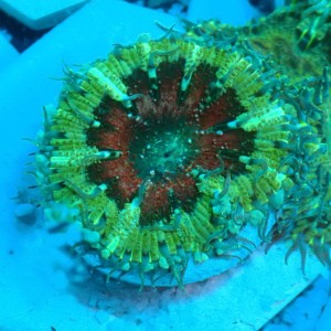 ROCK FLOWER ANEMONE EPICYSTIS CRUCIFER #18