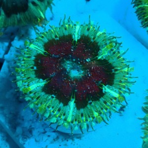 ROCK FLOWER ANEMONE EPICYSTIS CRUCIFER #20