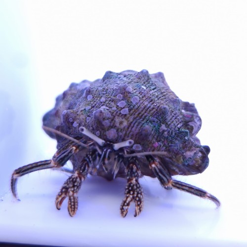 Clibanarius striolatus krab