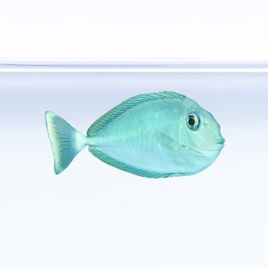 Naso brevirostris Jednorożec