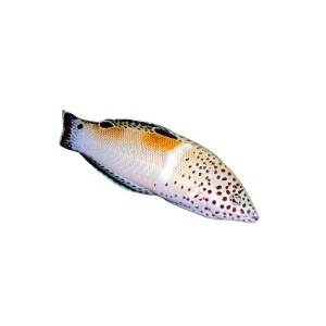 Coris angulata - wargacz