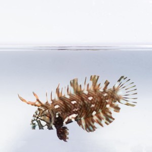 Novaculichthys taeniourus (M) - wargacz smoczy