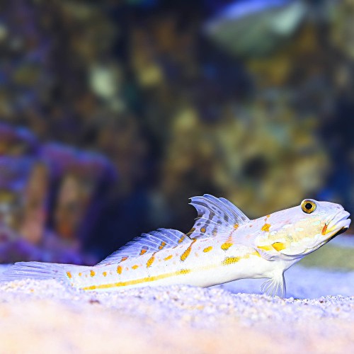 Valenciennea puellaris M