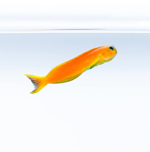 Ecsenius midas (M)