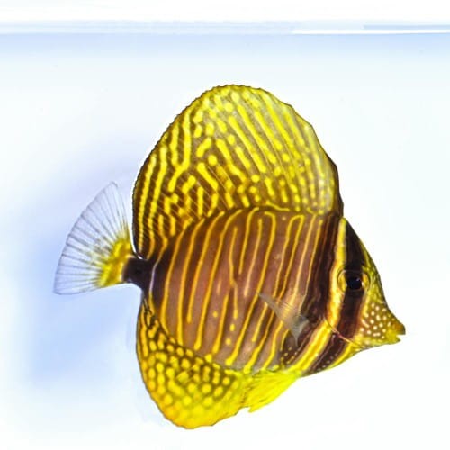 Zebrasoma desjardinii (XS)