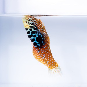 Macropharyngodon bipartitus (samica) - wargacz