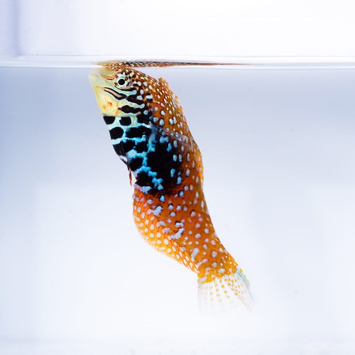 Macropharyngodon bipartitus (samica) - wargacz