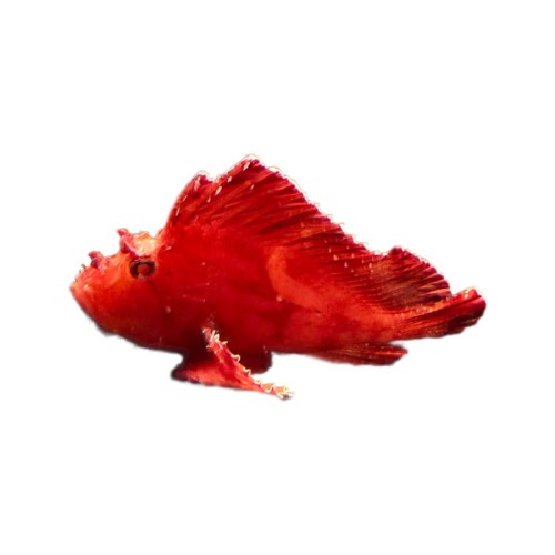 Taenianotus triacanthus M