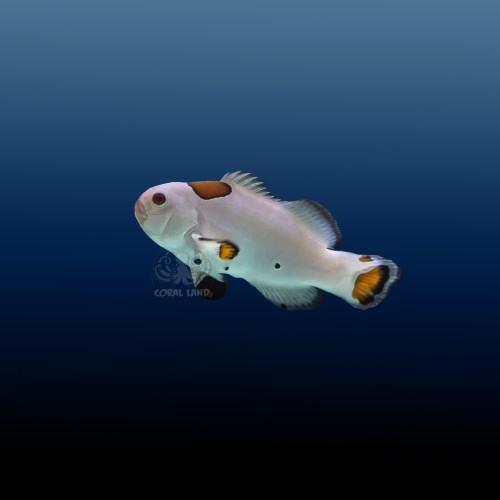 Amphiprion ocellaris platinum (M) błazenek platynowy