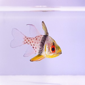 Sphaeramia nematoptera - piżamka