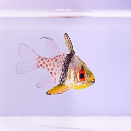 Sphaeramia nematoptera - piżamka