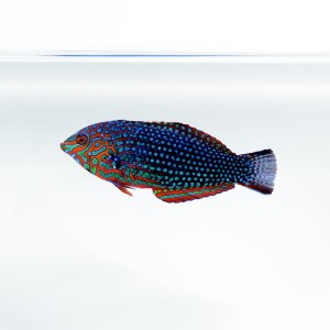 Macropharyngodon ornatus (M) - wargacz lampart