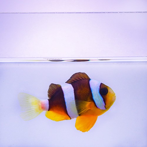Amphiprion clarkii (M)