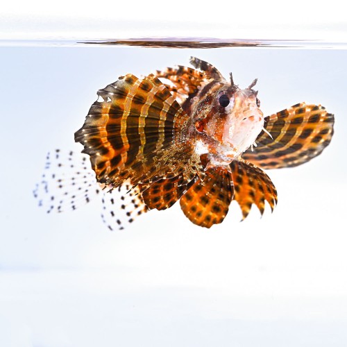 Dendrochirus brachypterus  (S/M) - skrzydlica