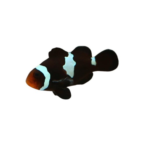 Amphiprion Ocellaris - Midnight Clownfish (hodowlane)