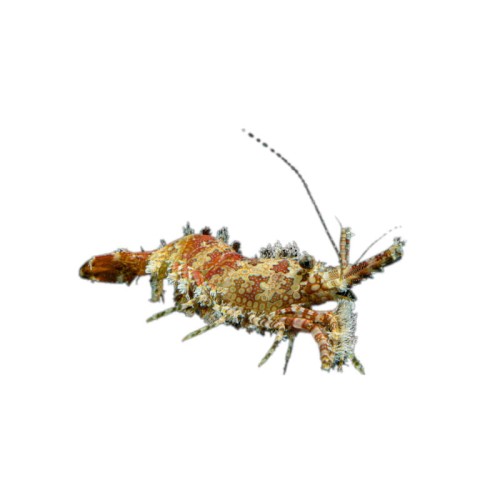 Saron marmoratus - krewetka marmurkowa