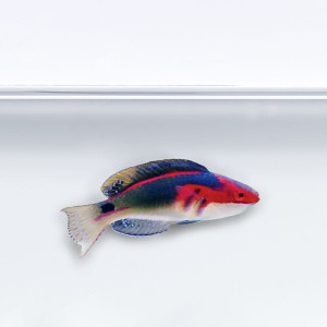 Cirrhilabrus exquisitus (M) - wargacz