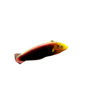 Halichoeres iridis (M) - wargacz