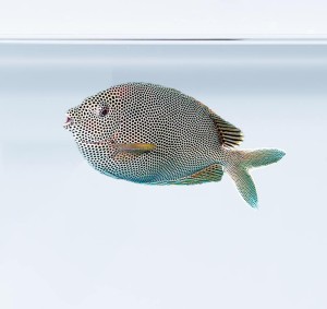 Siganus stellatus (S)- Borsuk lisogłów brązowoplamy