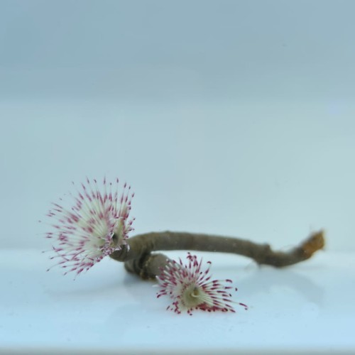 Sabellastarte spectablis - Rurówka