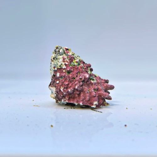 Astralium sp. - ślimak