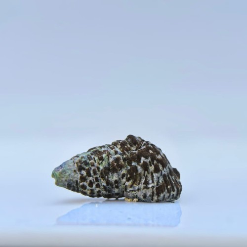 Cerithium echinatum - ślimak