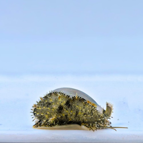 Monetaria annulus - Porcelanka pierścieniowa