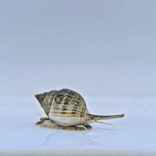 Nassarius dorsatus