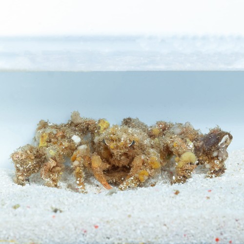 Camposia retusa - Krab decorator